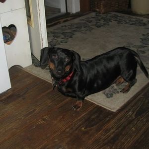 Meet your Posher, Sharon